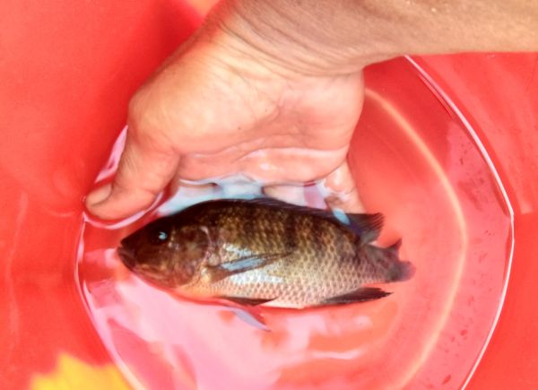 Cerita Mbah Moedjair, Penemu Ikan Mujair asal Blitar